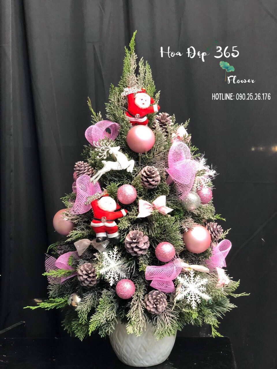 Cây Thông Noel Tannenbaum - HGS01 - Hoa Giáng Sinh