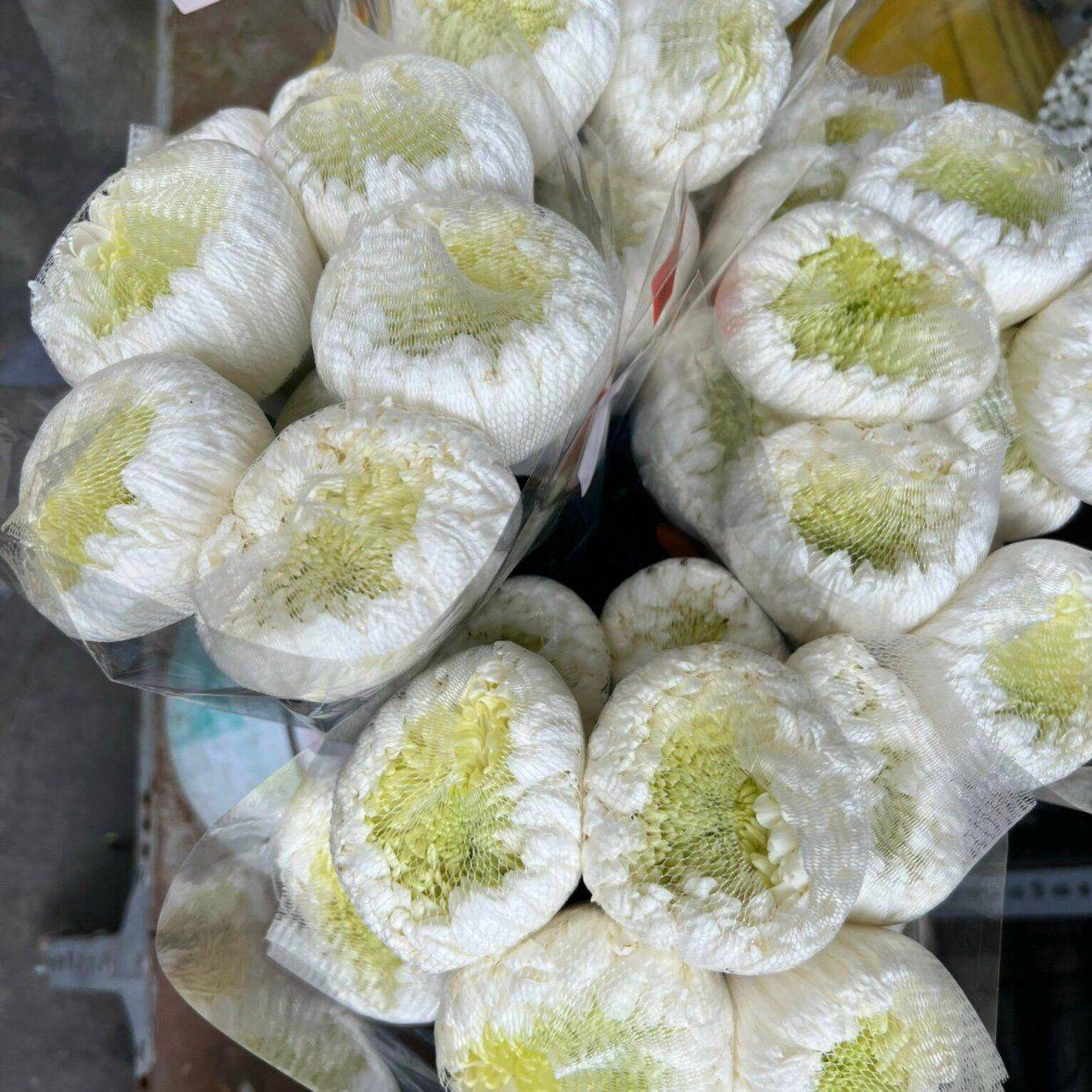 Cúc Mẫu Đơn Trắng - Hoa Cắt Cành