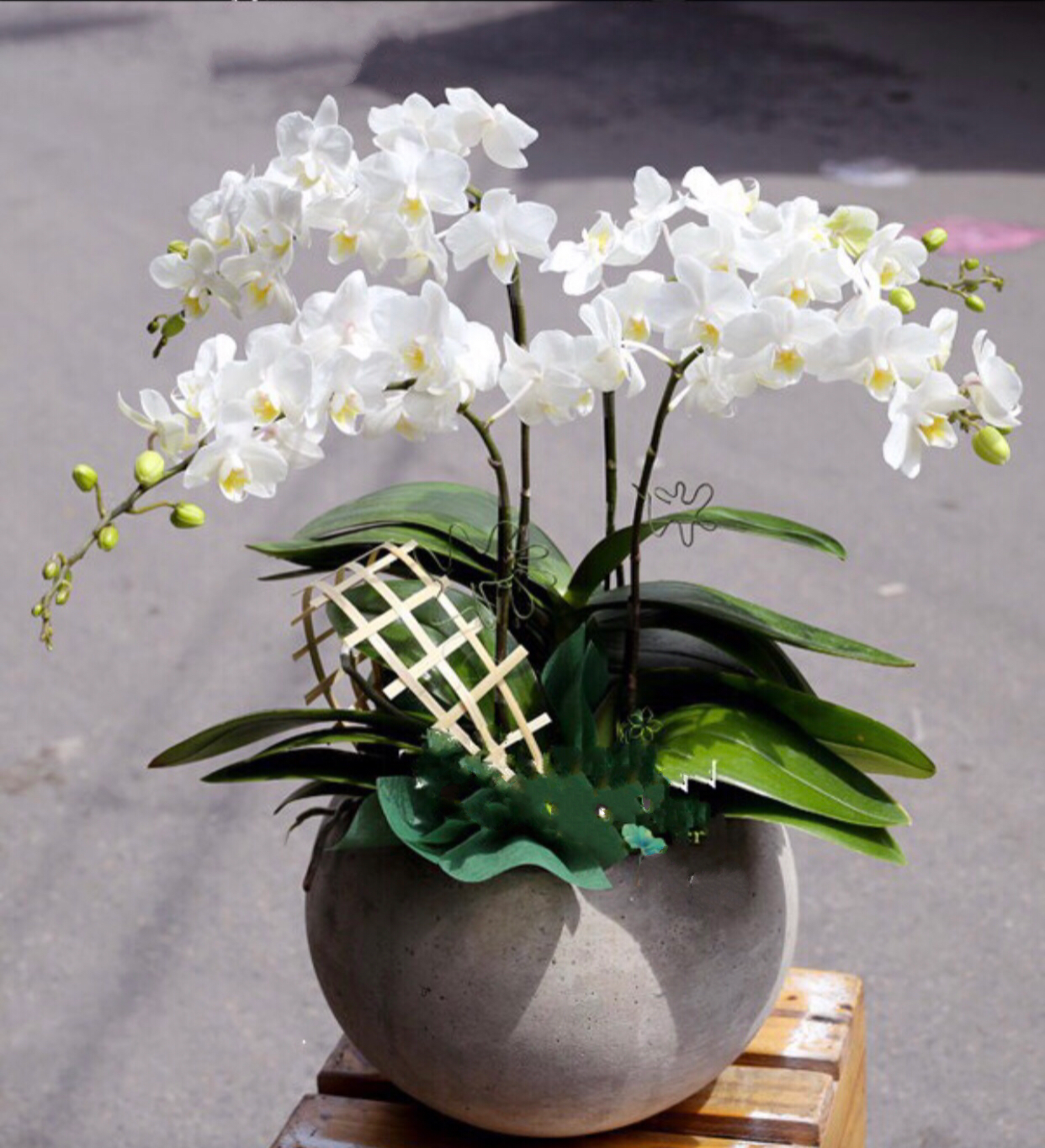 Chậu Hoa Lan Hồ Điệp Thơ Ngây - LHĐ08