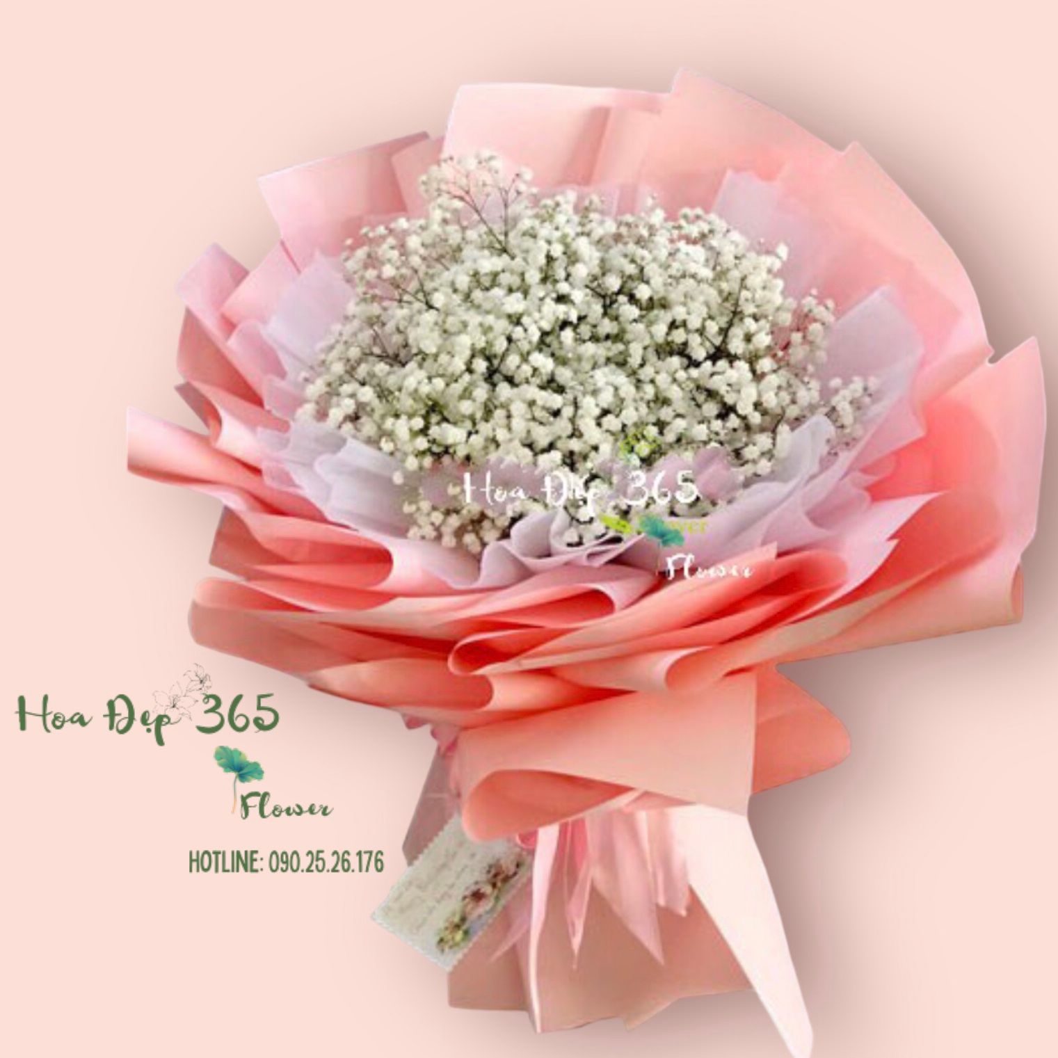 Kẹo Ngọt - HBT76 - Hoa 20/10 - Bó hoa Baby Trắng tặng bạn gái 