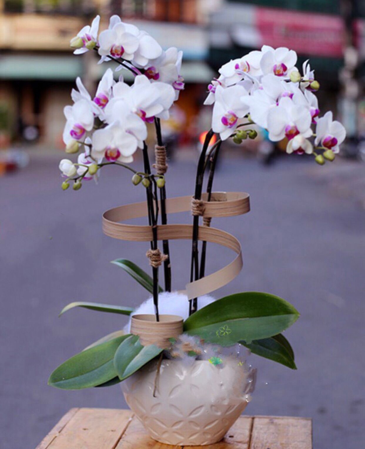 Chậu Lan Hồ Điệp Bé Xinh - LHĐ07