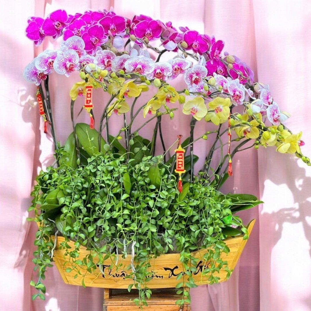 Chiếc Thuyền Lan Hồ Điệp - LHĐ107