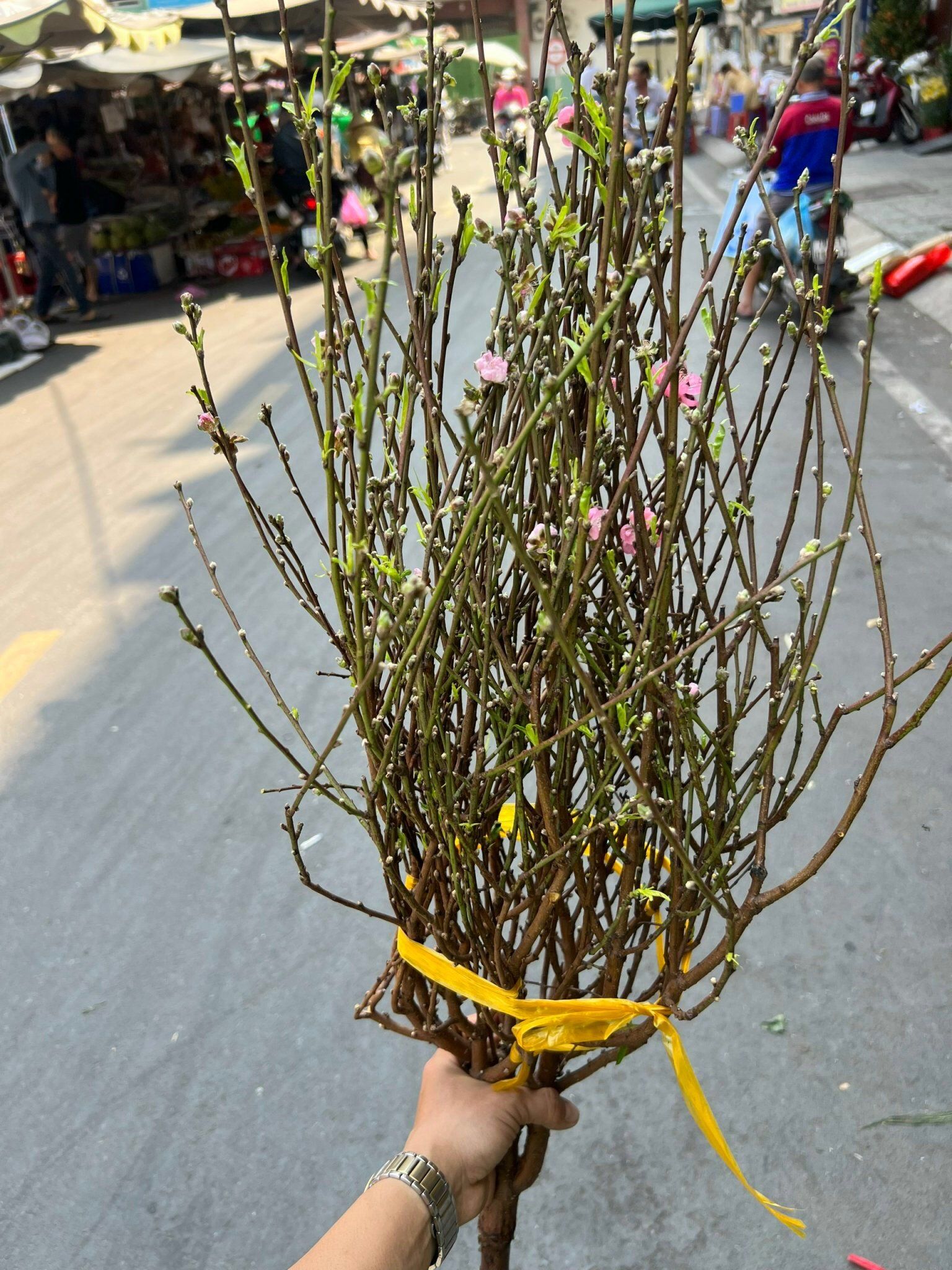 Cành Đào Bắc - Hoa Cắt Cành