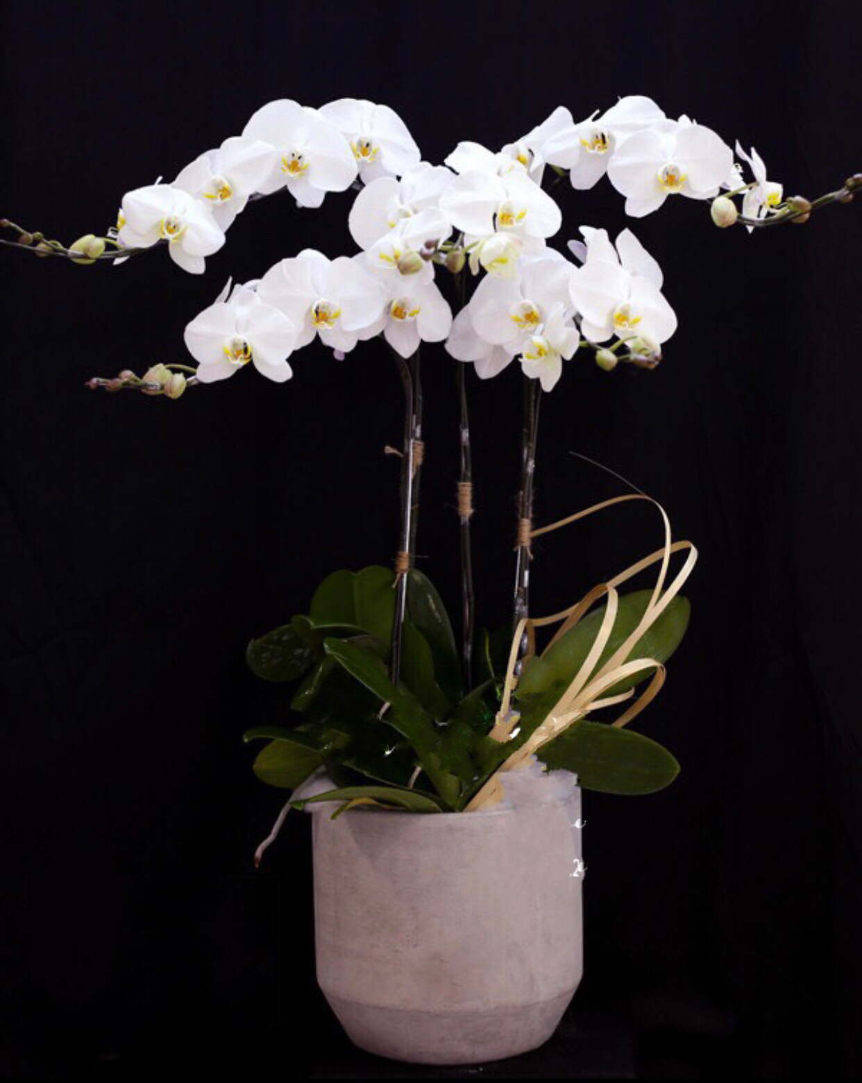 Chậu Hoa Lan Hồ Điệp Spring In Blossom - LHĐ18