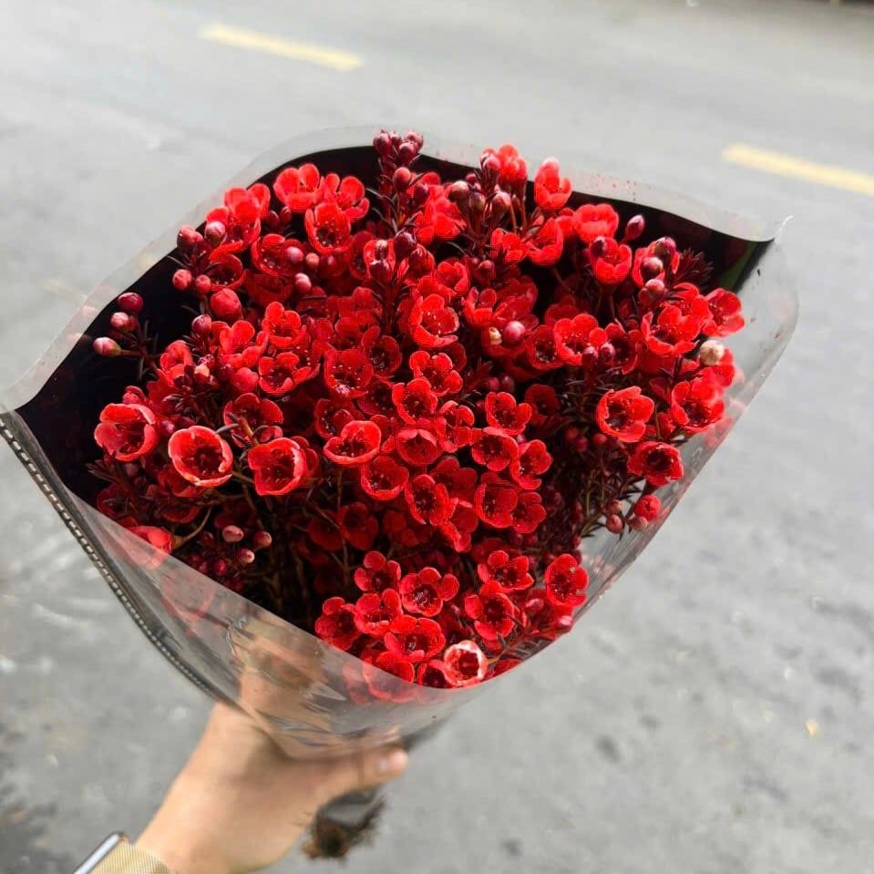 Hoa Thanh Liễu - Hoa cắt cành