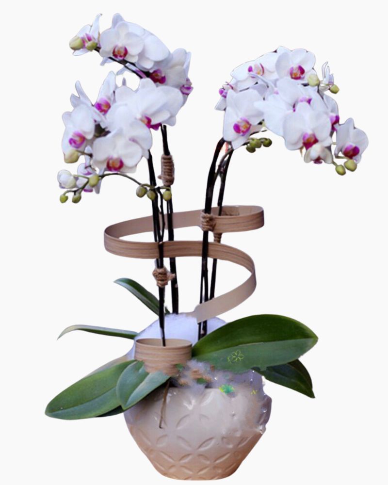 Chậu Lan Hồ Điệp Bé Xinh - LHĐ07