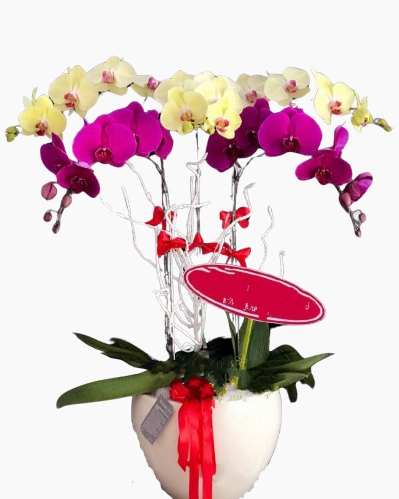 Best Of Luck - LHĐ23 - Chậu Lan Hồ Điệp Mừng Sinh Nhật Sếp Nữ