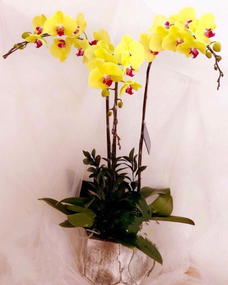 Chậu Hoa Lan Hồ Điệp Vàng Best Of Luck - LHĐ12