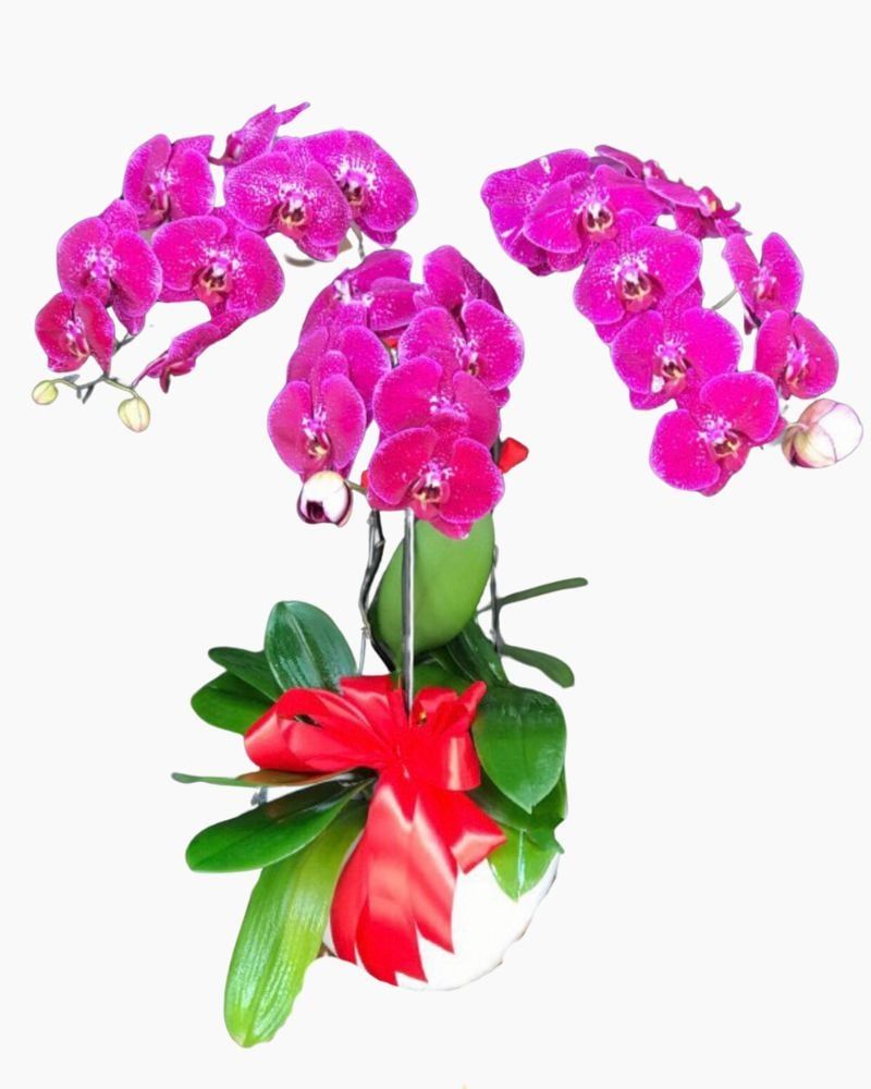 Chậu Hoa Lan Hồ Điệp Đột Biến Bình An - LHĐ47