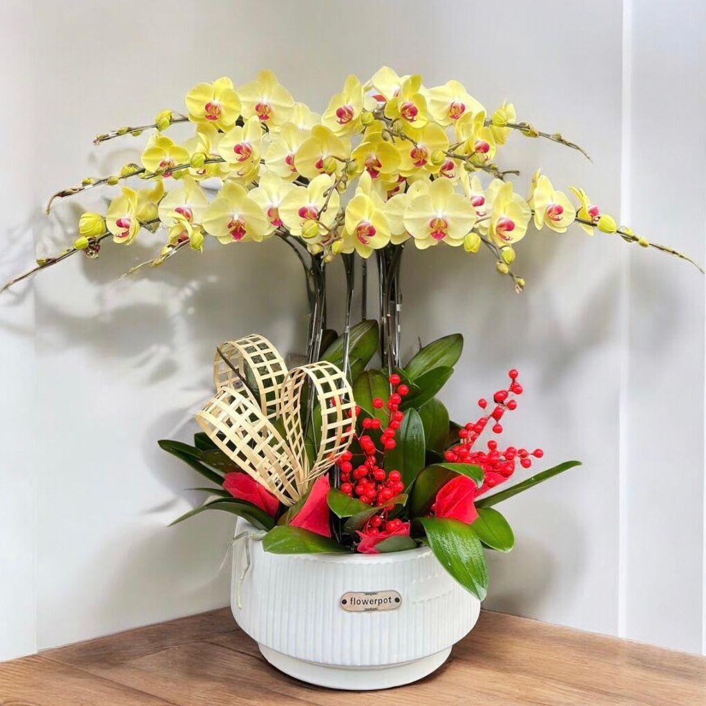 Chậu Hoa Lan Hồ Điệp Vàng 12 Cành - LHĐ111