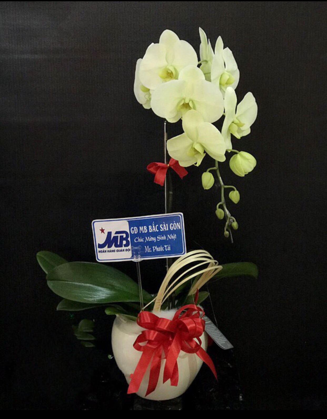 Chậu Hoa Lan Hồ Điệp Xanh Bơ - LHĐ34