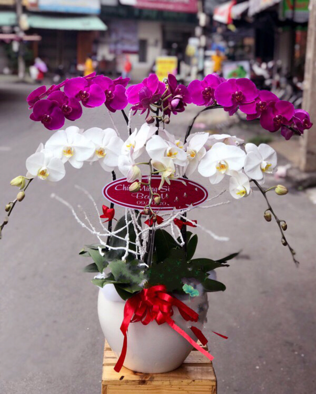 Chậu Hoa Lan Hồ Điệp The Glorious - LHĐ27