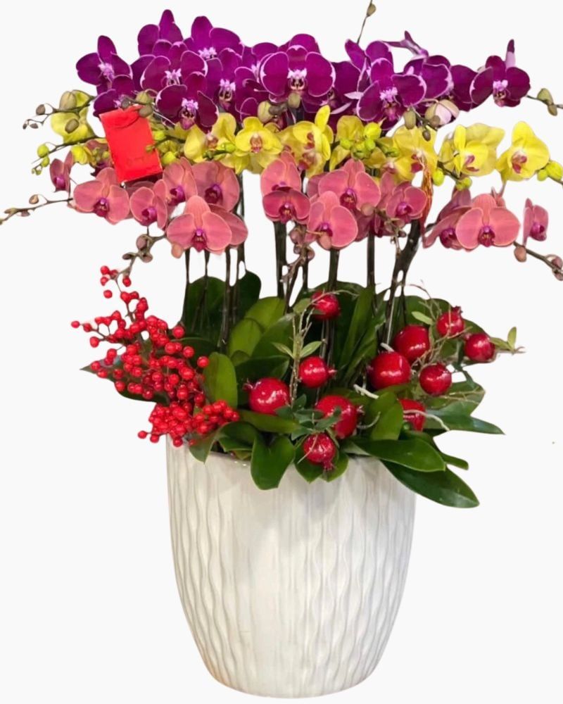 Chậu Hoa Lan Hồ Điệp 16 Cành Mix Màu - LHĐ113