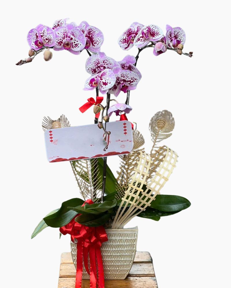 Chậu Hoa Lan Hồ Điệp 3 Cành Đột Biến - LHĐ109