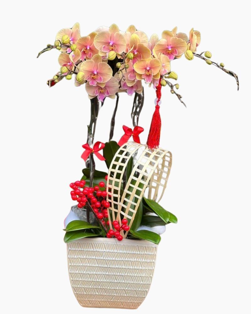 Chậu Hoa Lan Hồ Điệp 5 Cành Vàng Tím - LHĐ112