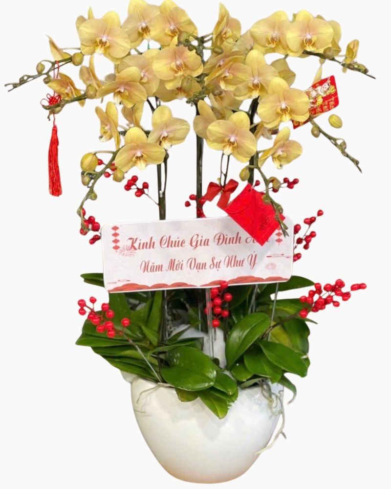 Chậu Hoa Lan Hồ Điệp 8 Cành Vàng Nâu - LHĐ114