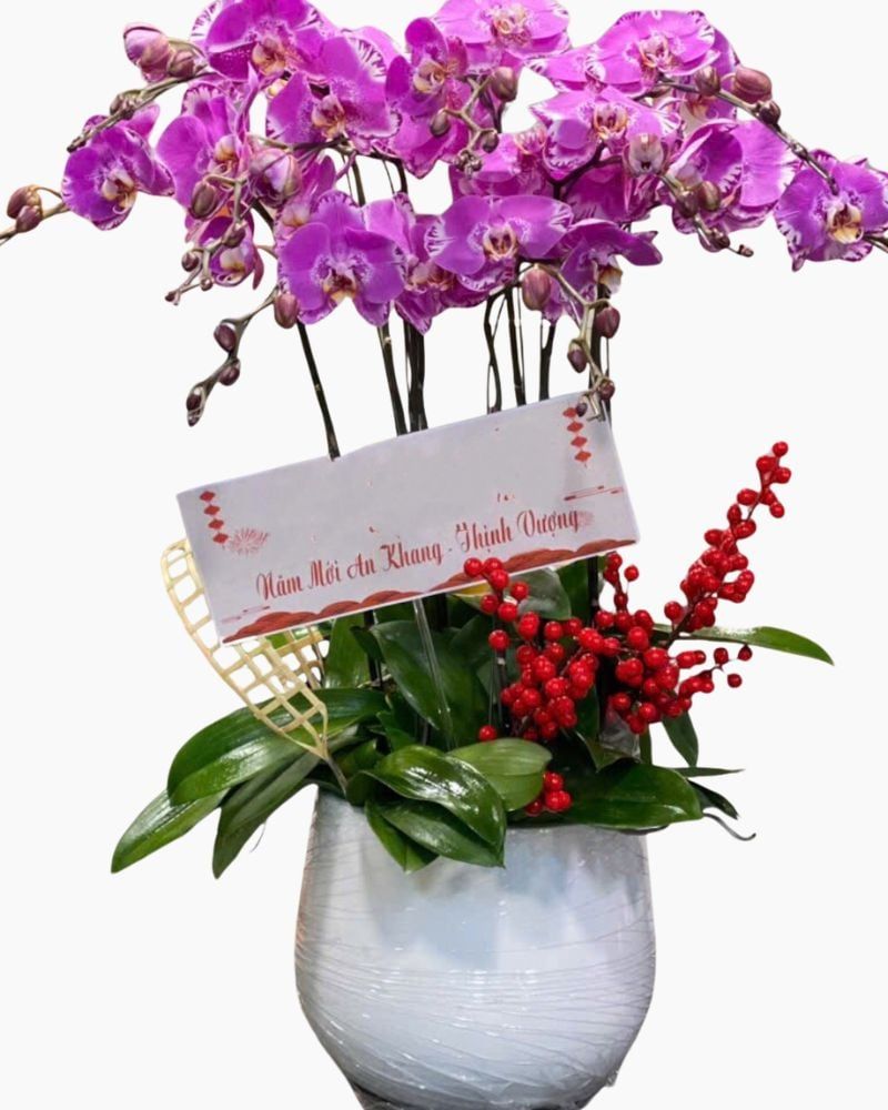 Chậu Hoa Lan Hồ Điệp 9 Cành Hồng Đột Biến - LHĐ115
