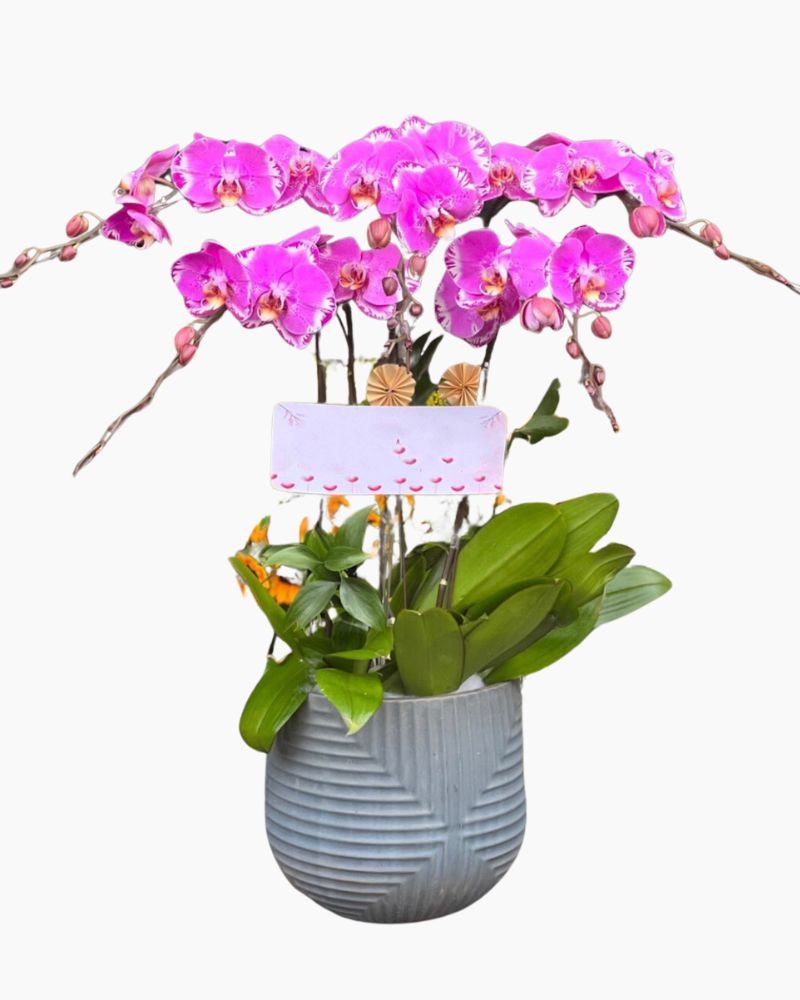 Chậu Hoa Lan Hồ Điệp Hồng Cánh Bướm - LHĐ89