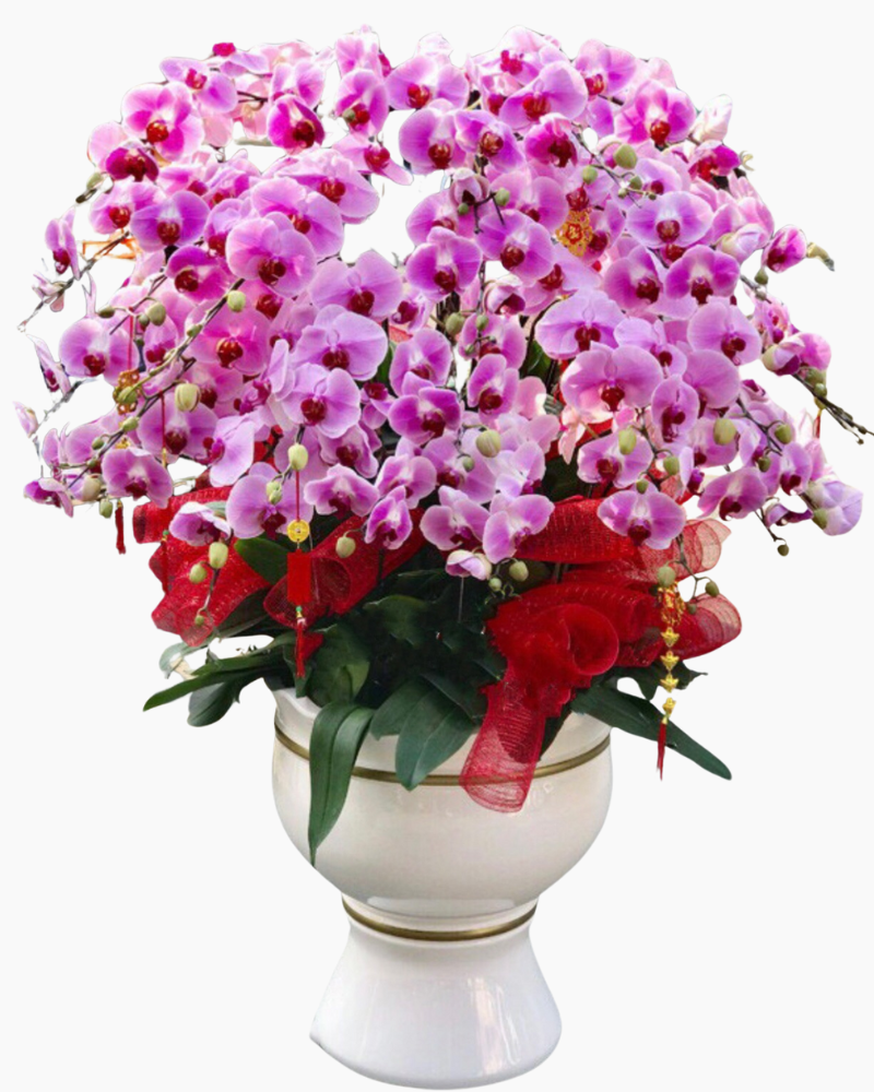 Chậu Hoa Lan Hồ Điệp Hồng - LHĐ65
