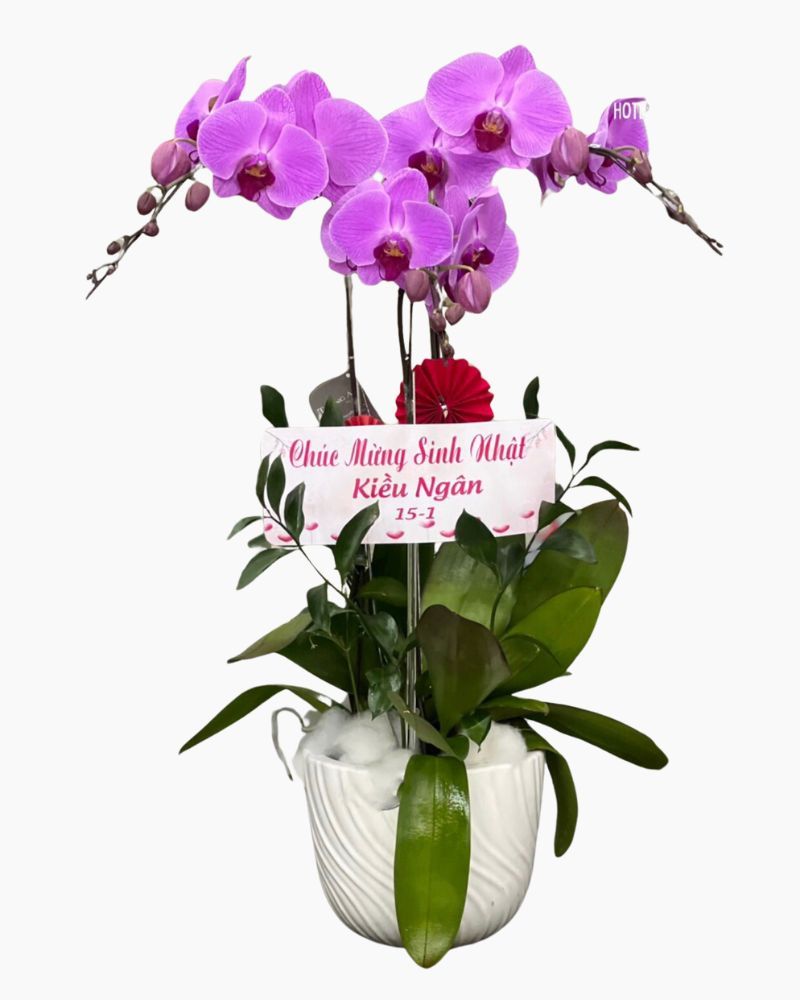 Chậu Hoa Lan Hồ Điệp Hồng - LHĐ90