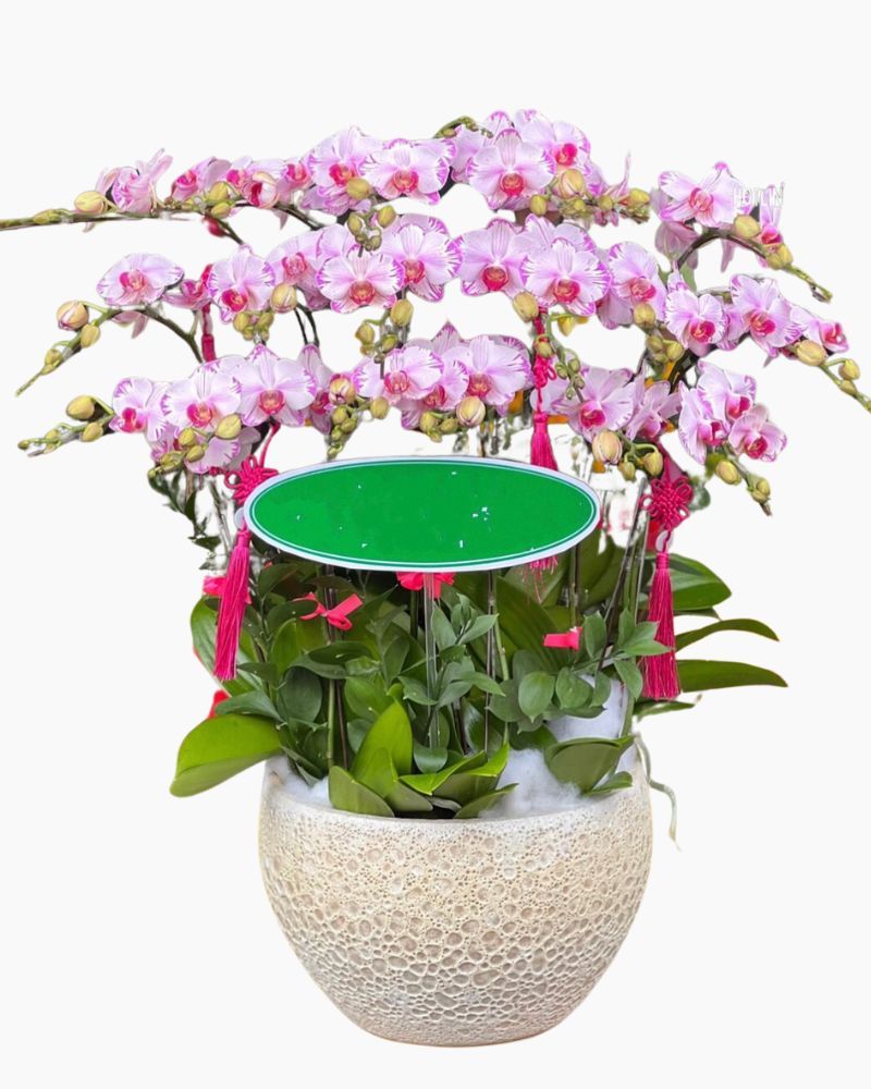 Chậu Hoa Lan Hồ Điệp Mini - LHĐ105