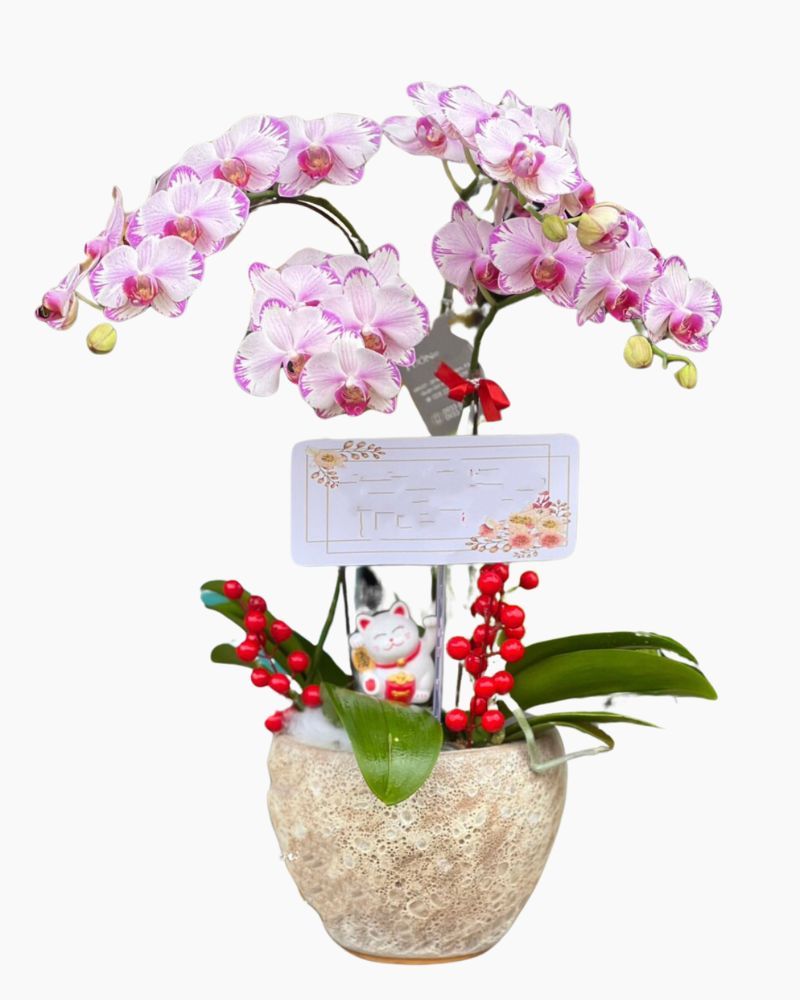 Chậu Hoa Lan Hồ Điệp Mini Tia Chớp - LHĐ85
