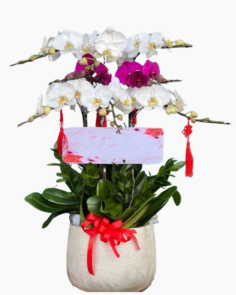 Chậu Hoa Lan Hồ Điệp Mix Màu - LHĐ103