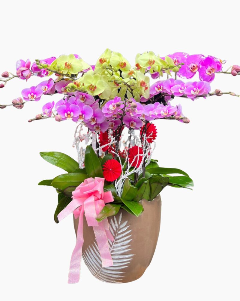 Chậu Hoa Lan Hồ Điệp Mix Màu - LHĐ94
