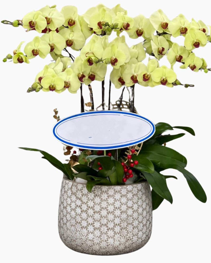Chậu Hoa Lan Hồ Điệp Thành Ý - LHĐ81