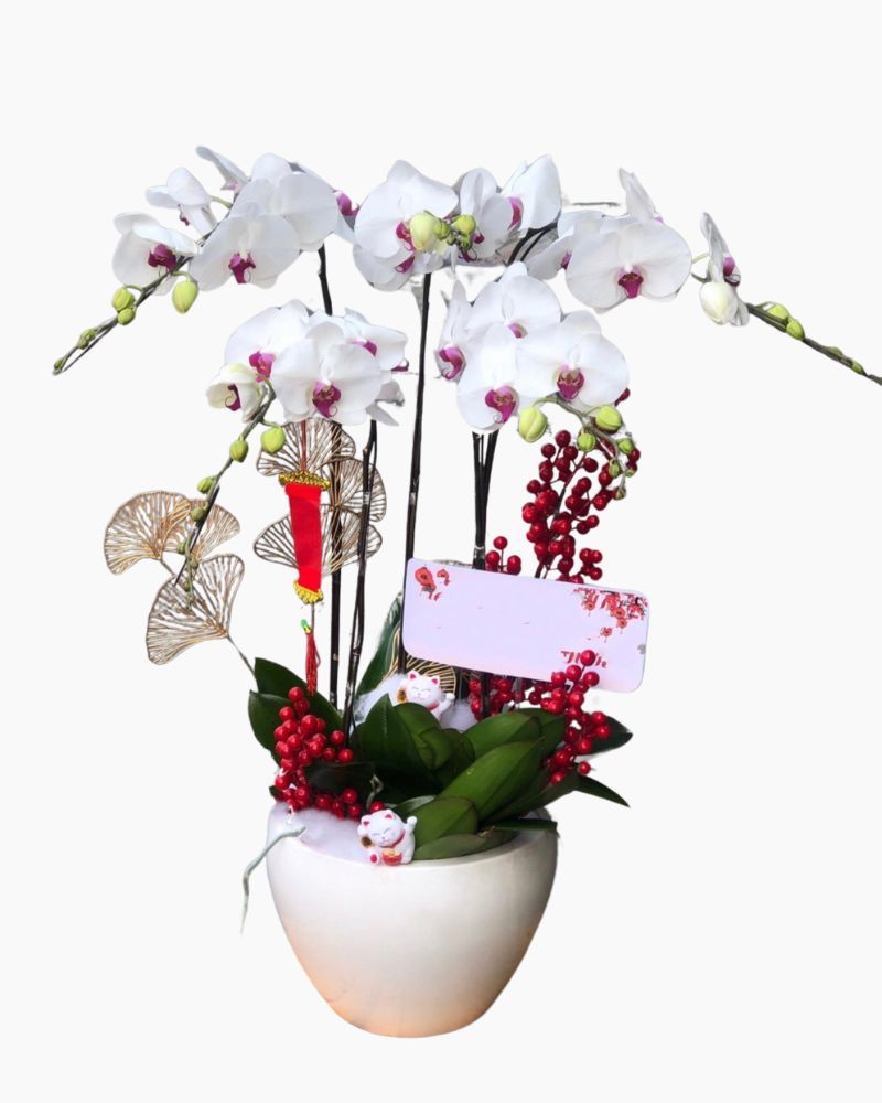 Chậu Hoa Lan Hồ Điệp Thịnh Vượng - LHĐ80