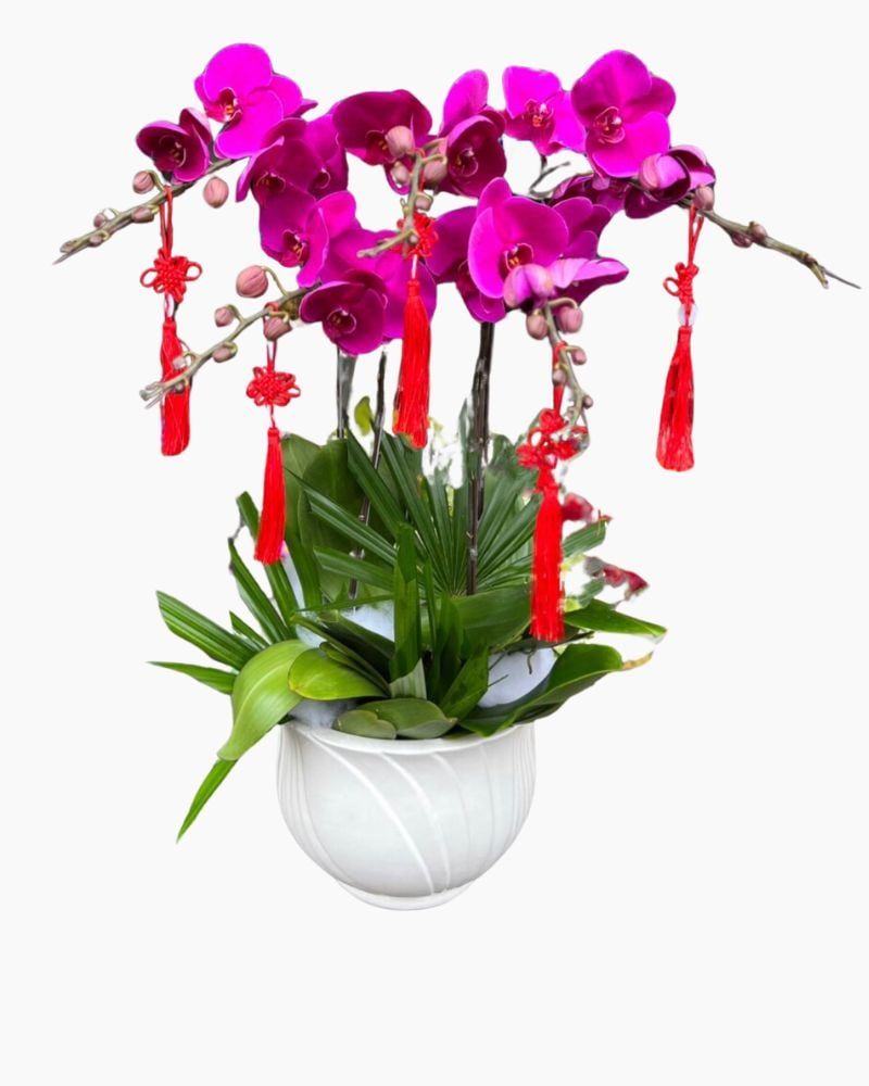 Chậu Hoa Lan Hồ Điệp Tím - LHĐ100
