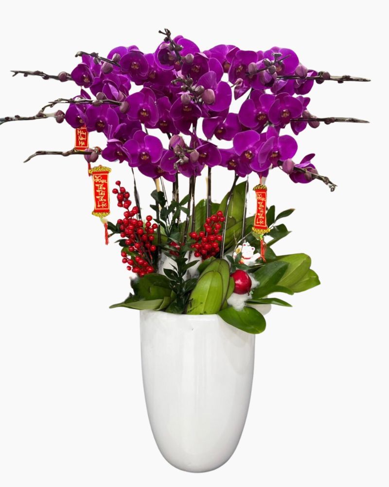 Chậu Hoa Lan Hồ Điệp Tím - LHĐ91