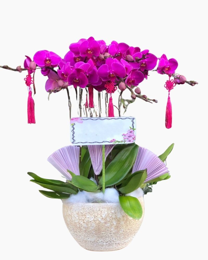 Chậu Hoa Lan Hồ Điệp Tím - LHĐ96
