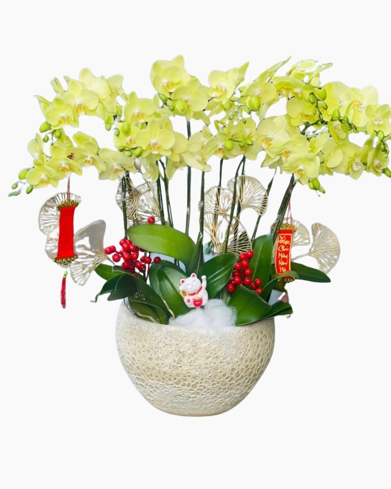 Chậu Hoa Lan Hồ Điệp Vạn Hạnh - LHĐ84