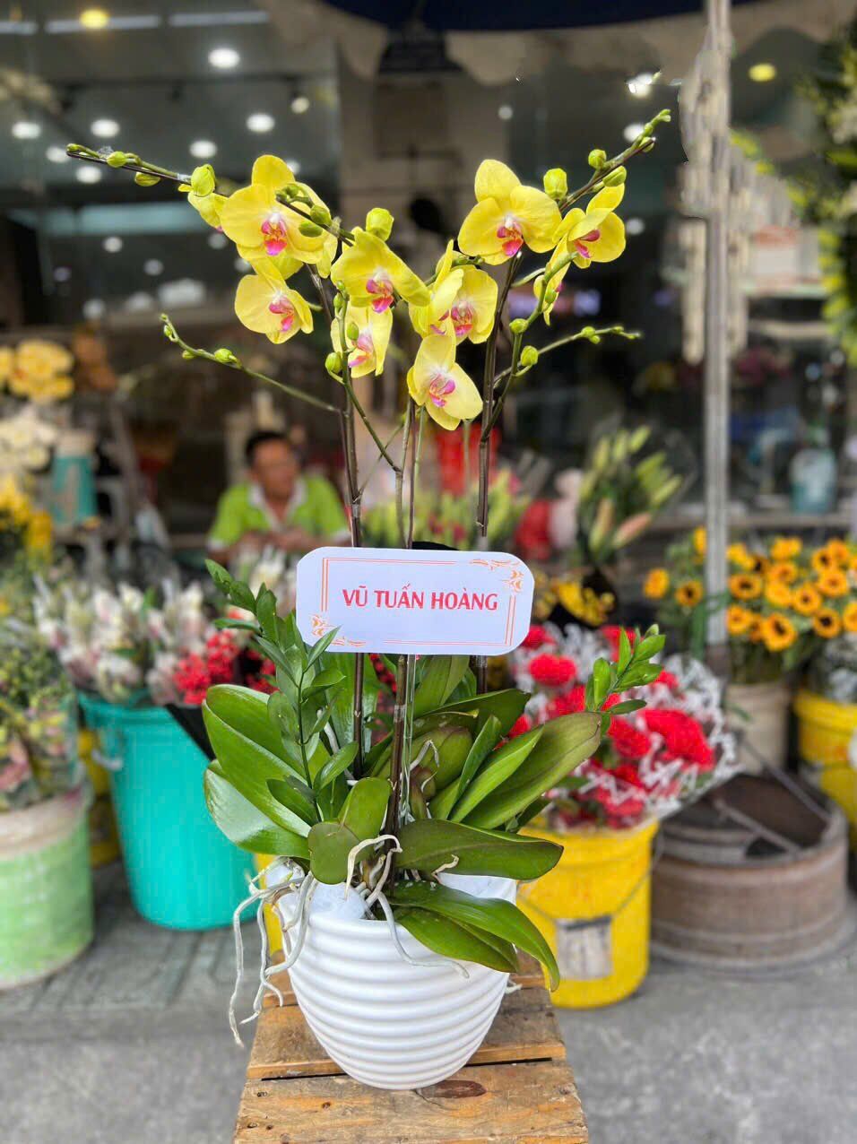 Chậu Hoa Lan Hồ Điệp Vàng - LHĐ104