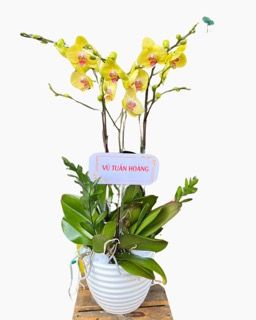 Chậu Hoa Lan Hồ Điệp Vàng - LHĐ104