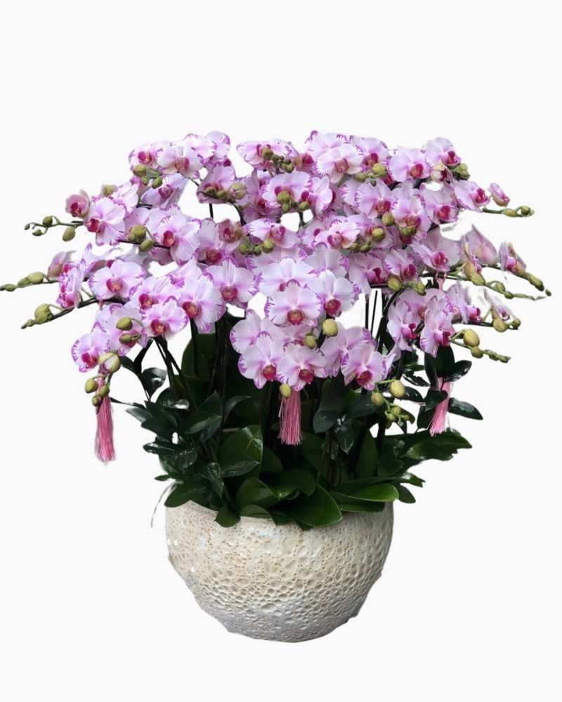 Chậu Hoa Lan Hồ Điệp Vàng Màu Cánh Bướm - LHĐ78