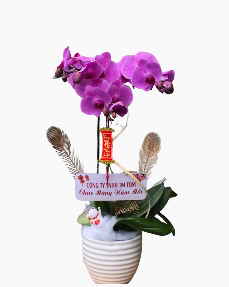 Chậu Hoa Lan Hồ Điệp Viên Mãn - LHĐ79