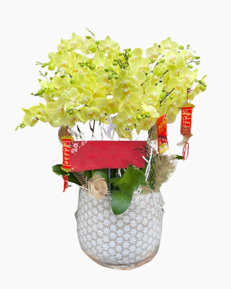 Chậu Hoa Lan Hồ Điệp Xuân Đến - LHĐ88