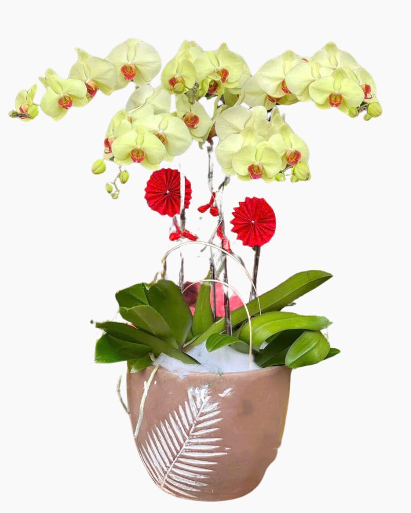 Chậu Hoa Lan Hồ Điệp Xuân Sang - LHĐ86