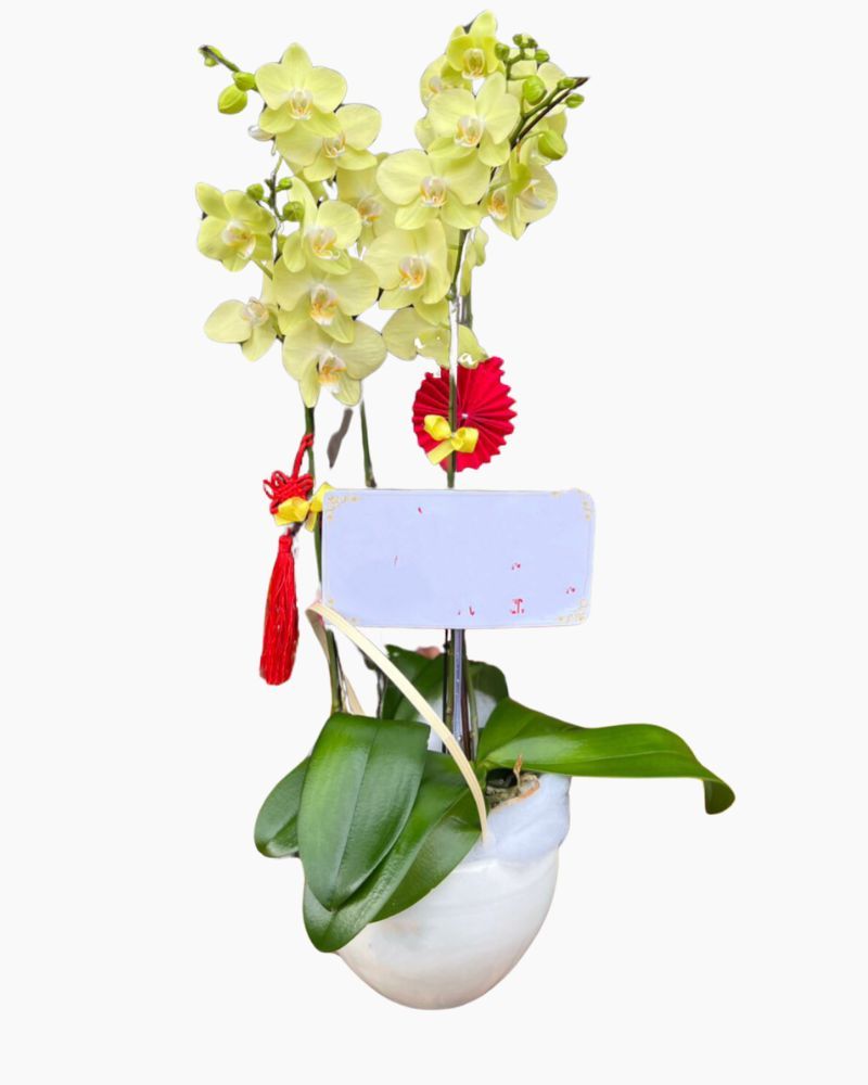 Chậu Hoa Lan Hồ Điệp Xuân Về - LHĐ87