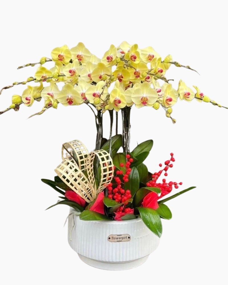 Chậu Hoa Lan Hồ Điệp Vàng 12 Cành - LHĐ111