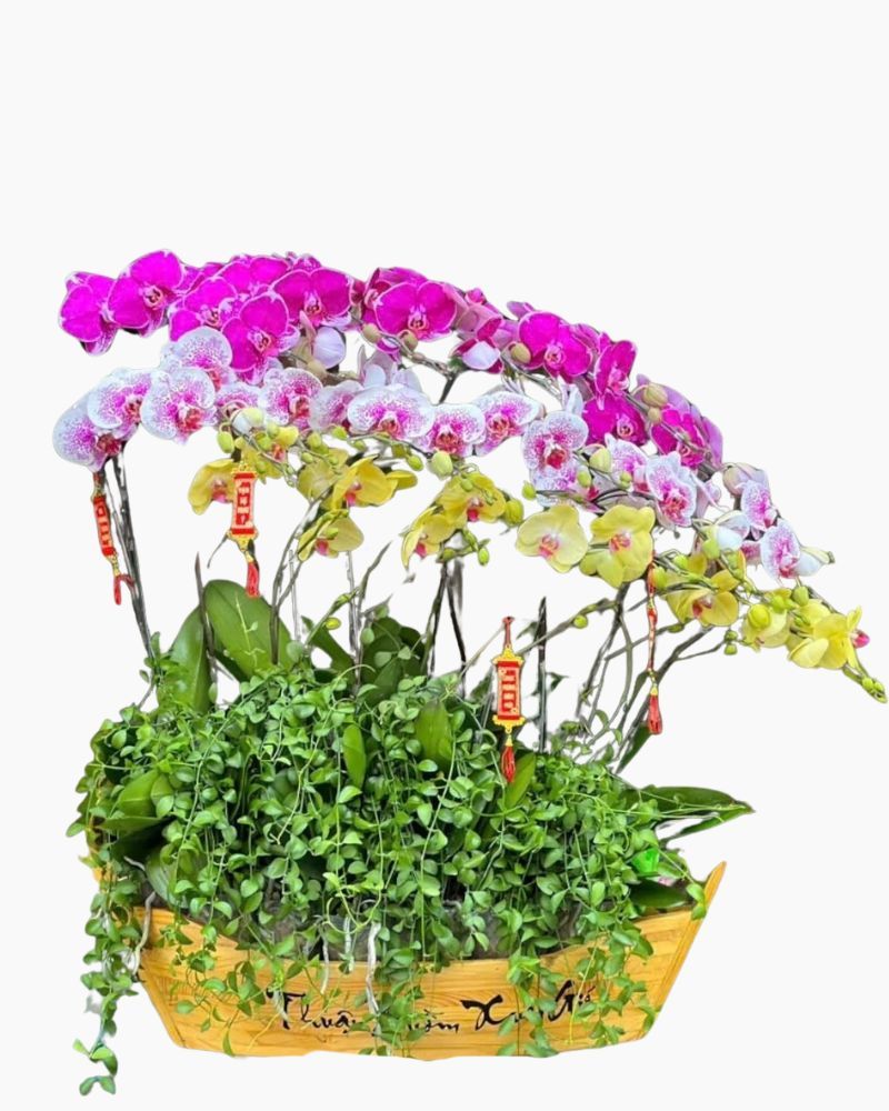 Chiếc Thuyền Lan Hồ Điệp - LHĐ107