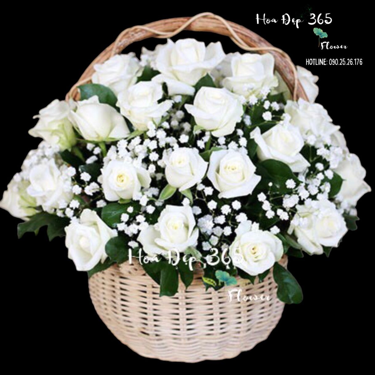 Rose White - GHV07