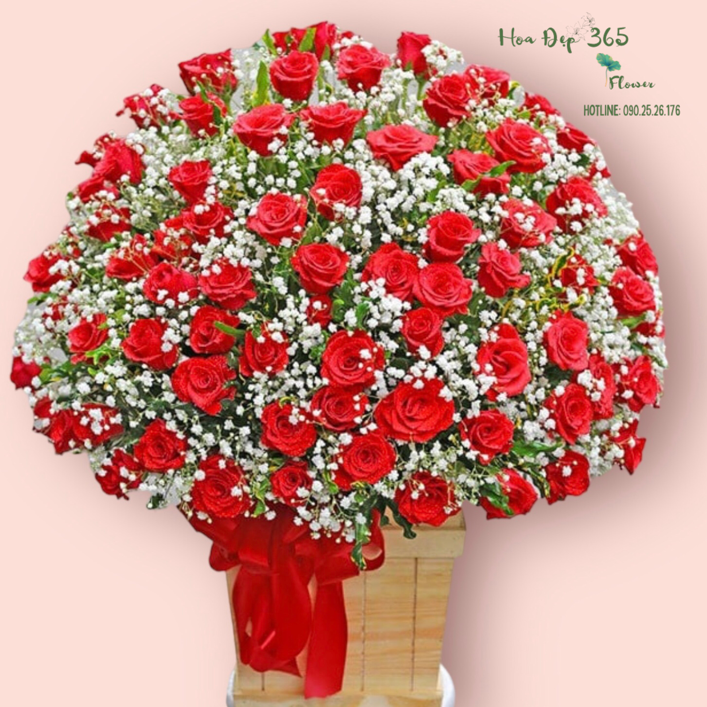 Nồng Cháy - HCH79 - Hoa Hồng 20/10
