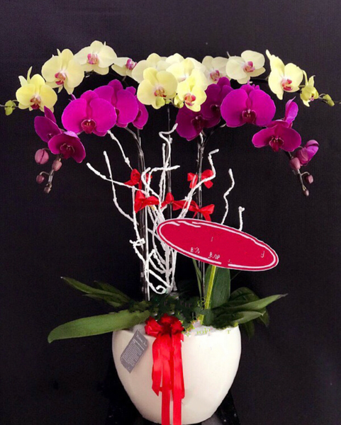 Best Of Luck - LHĐ23 - Chậu Lan Hồ Điệp Mừng Sinh Nhật Sếp Nữ