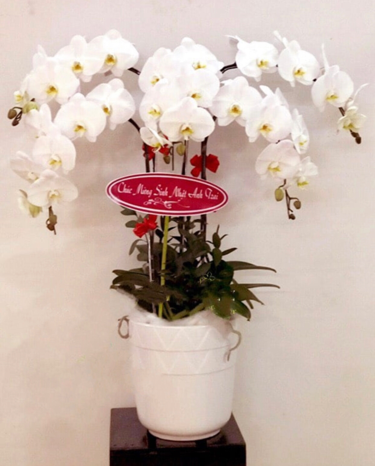 Chậu Hoa Lan Hồ Điệp Trắng - LHĐ20