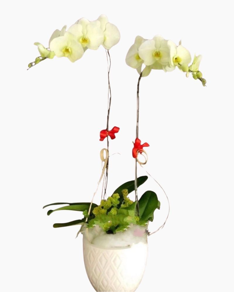 Chậu Hoa Lan Hồ Điệp Đại Cát - LHĐ09 - Flosa