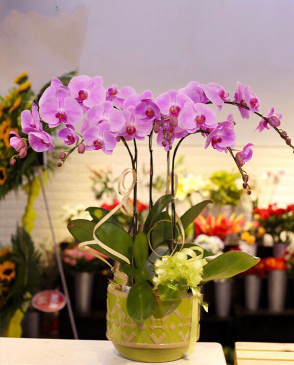 Chậu Hoa Lan Hồ Điệp Vanilla Butterfly - LHĐ19