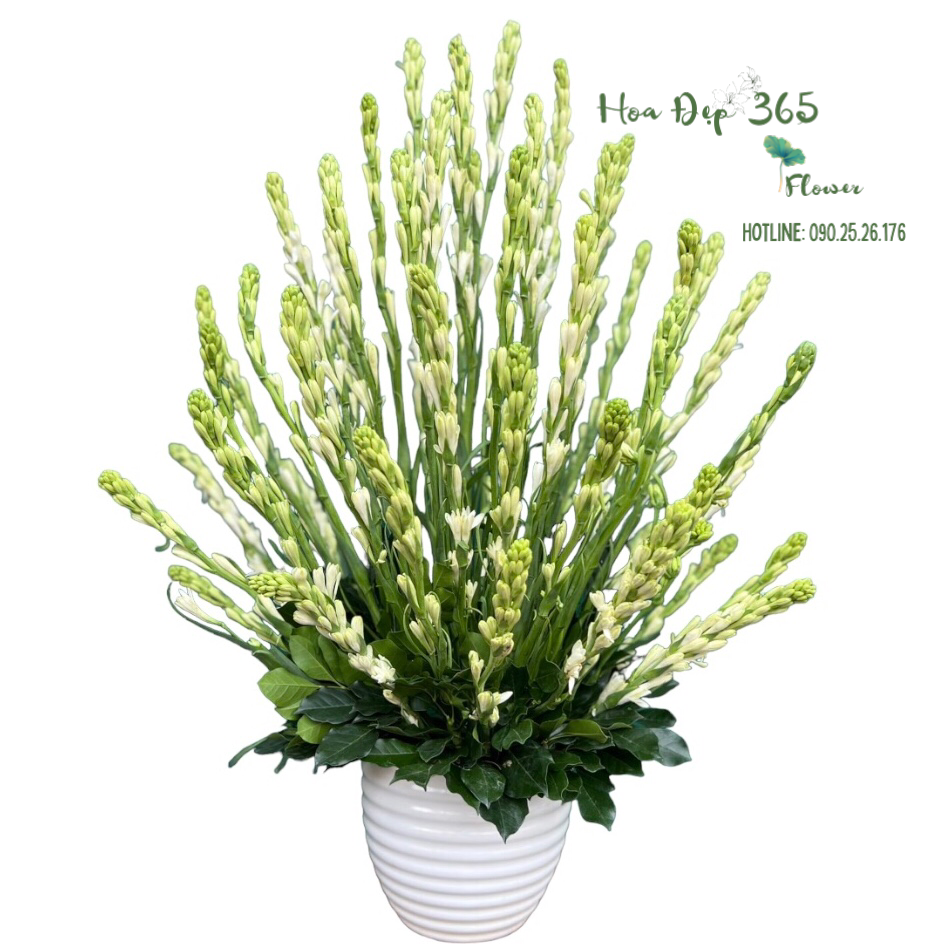 Bình Hoa Tươi Hoa Huệ Trắng - HCB64